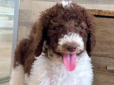Chiot Aussie Doodle bicolore avec des tons blanc et brun, joueur et curieux.