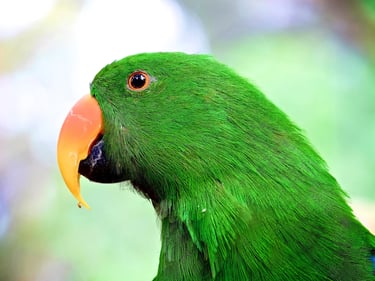 an electus parrot 