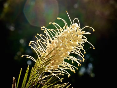 a close up of a grevillea lower with a sun shining through the petals