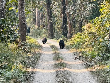 Bears Sighting 