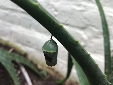 jardines de mariposas