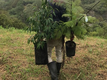 siembra de arboles nativos Choachí