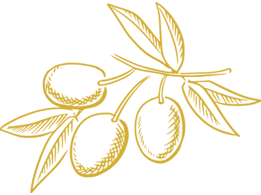 a branch of olives with olives on it