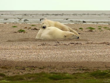 two polar bears sleeping on the sand