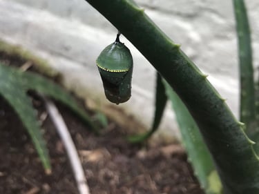 jardines de mariposas