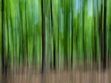 The evergreen Sal forest of Central India Jungles