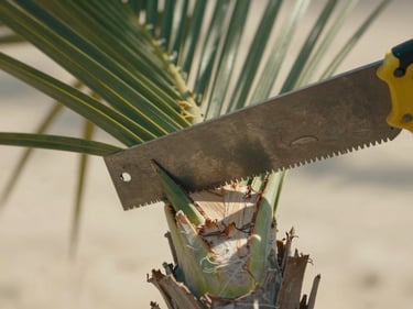 Close-up of a palm frond being cut with a handsaw at the base, midday Dubai sunlight casting a hard shadow across the cut surface, fibrous trunk texture visible in the foreground