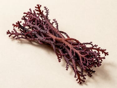 Overhead flat-lay of dried Gracilaria seaweed on a pale neutral surface, tangled reddish-purple fronds showing fine branching fiber structure, bright diffused studio light, minimal shadow, true color