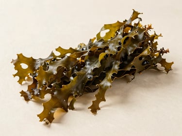 Overhead flat-lay of dried Sargassum seaweed on a pale neutral surface, olive-brown branching fronds with visible air bladders, bright studio daylight, minimal shadow, fiber detail visible