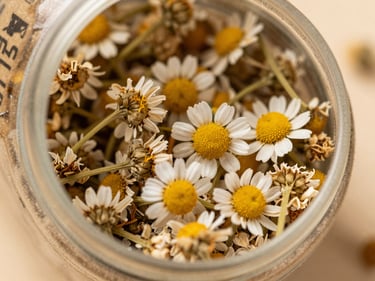 Extreme close-up overhead shot of loose dried chamomile flowers in a small open kraft container on a neutral warm surface, bright studio daylight, no shadows
