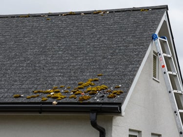 Ground-level wide shot of a residential roofline, visible moss growth and debris accumulation in gutters, overcast daylight showing detail on shingles, technician ladder leaning against fascia at right edge