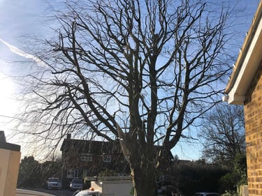 Crown thinning and deadwooding to reduce density
