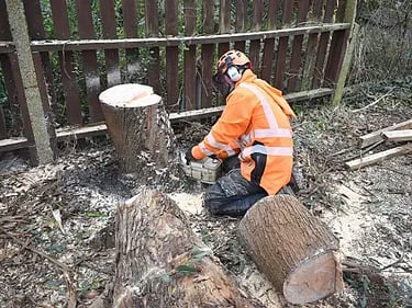 Tree removal carried out safely and left tidy