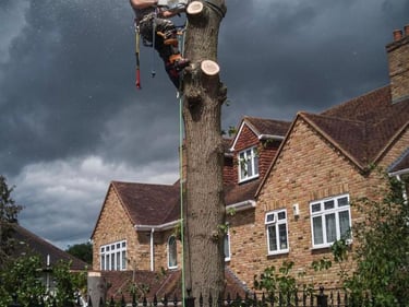 Tree surgery work improving shape and safety
