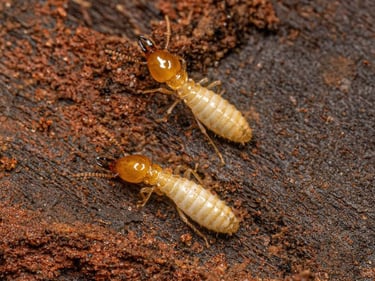 TERMITE PEST CONTROL SERVICE