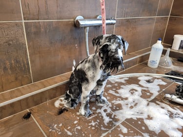 1er bain d'un Diamant Noir
