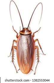 TLC Upstate Lawn & Pest Roach Control