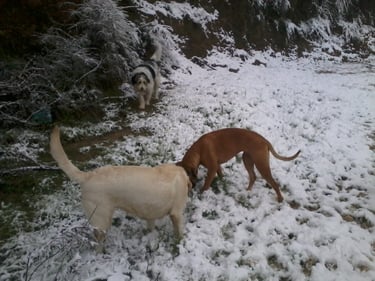 Guardería de día para perros