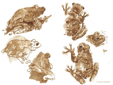 Lavis de brou de noix  sur papier - © Eric Durant