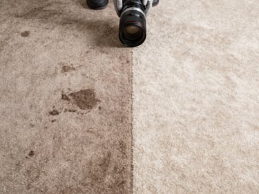 Before-and-after split view of a carpet section showing a dark pet stain on the left and clean light-colored carpet on the right, natural daylight overhead, technician's gloved hand visible at the edge