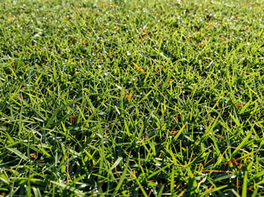 Close-up of vibrant, healthy green turf, dew drops visible, sharp focus, bright morning sunlight, rich natural greens, 35mm