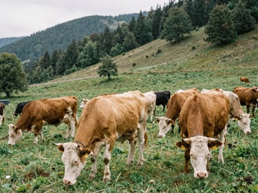 A herd of healthy Montbéliarde cows grazing in a lush green mountain pasture in France under soft daylight.