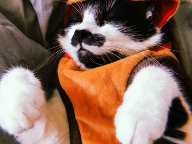 Un gato esmoquin blanco y negro durmiendo plácidamente mientras lleva puesta una linda sudadera