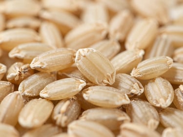 Macro close-up of raw brown rice grains, earthy tan color, intact bran layer, bright natural light.