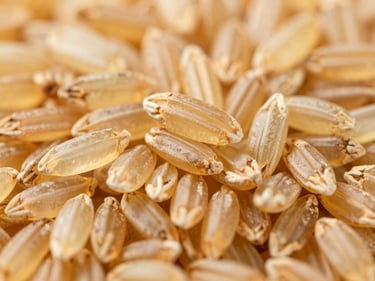 Macro close-up of golden parboiled rice grains, translucent amber hue, uniform shape, clean agricultural lighting.