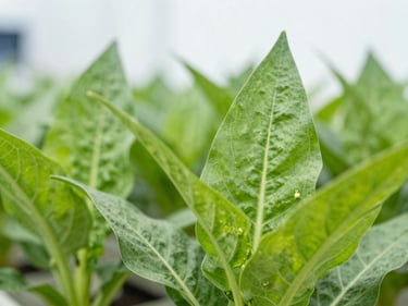 Close-up of vibrant crop leaves free of pests, bright natural sunlight, high-detail macro