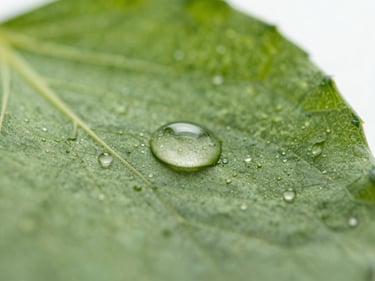 High-detail macro of a liquid droplet spreading evenly across a leaf surface, laboratory lighting