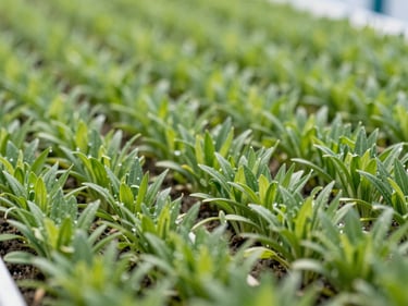 Perfectly uniform, thriving green crops in a structured field layout, bright daylight