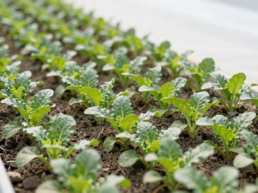 A clean, weed-free row of healthy crops in a sunlit agricultural field, wide-angle 35mm