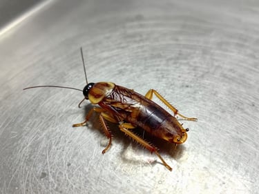 Macro shot of a German cockroach on a sterile stainless steel surface, clean scientific lighting
