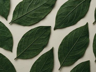 Overhead flat-lay of Paatha dried leaves arranged on cream paper, north-facing daylight rendering true deep-green color, leaf venation visible at extreme close framing