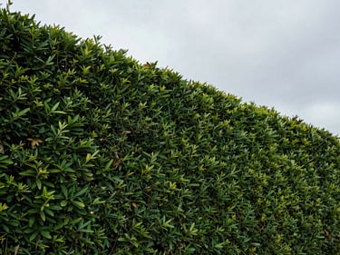 Sharp detail of a freshly trimmed hedge line from below, clean geometric cut against a grey sky, natural overcast daylight, no people