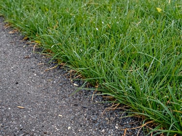 Close-up of a freshly mowed lawn edge in natural daylight, sharp clean grass line against a gravel path, dew visible on blades, no people