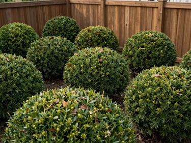 Medium-wide shot of neatly cut ornamental shrubs in a residential garden, even rounded shapes against a wooden fence, natural daylight, no people