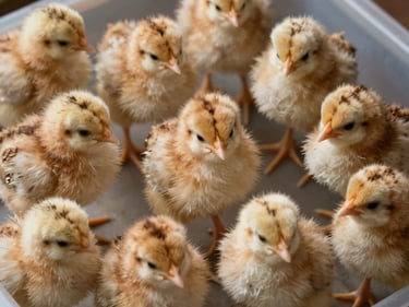 Extreme close-up flat-lay of Tetra Brown day-old chicks in a handling tray under studio-clear north-facing light, pale-brown down with slight striping, overhead flat framing