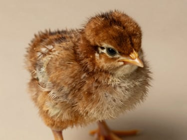 Extreme close-up flat-lay overhead of a Tetra Brown three-day-old chick on a plain studio surface, warm amber-brown down feathers in sharp focus, north-facing facility daylight, no background clutter