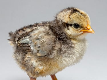 Extreme close-up flat-lay overhead of a Búlica three-day-old chick on a plain studio surface, distinctive feather patterning visible in sharp detail, north-facing facility daylight, clean studio background