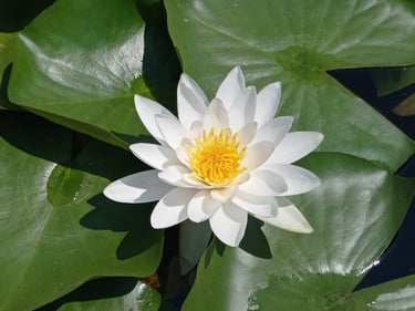 Water lily in Botanical Garden, Bordeaux, France