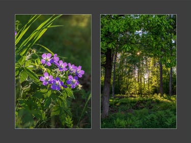 a couple of flowers in a forest and a twilight forest