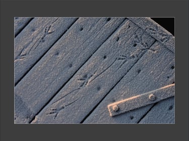 a wooden jetty with marks of a bird in the frost