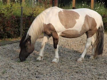 Bruin en wit paard met het hoofd naar benenden genaam Floor