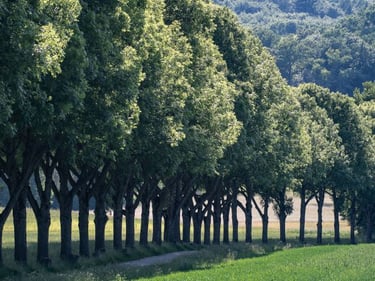"7000 Carvalhos” de Joseph Beuys