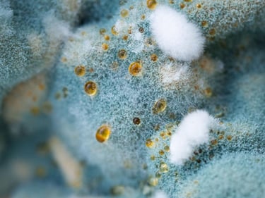 Macro view of blue and white fuzzy mold spores with golden liquid droplets on a decaying surface.