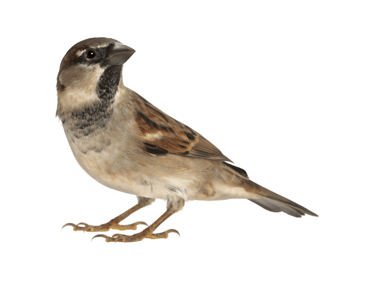 illustration représentant les problèmes liés aux moineaux