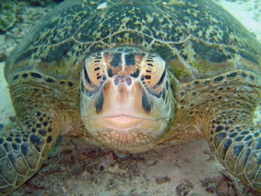 borneo sipdan diving turtle