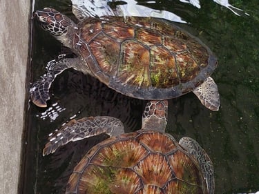 Phang Nga Coastal Fisheries Development Centre turtle